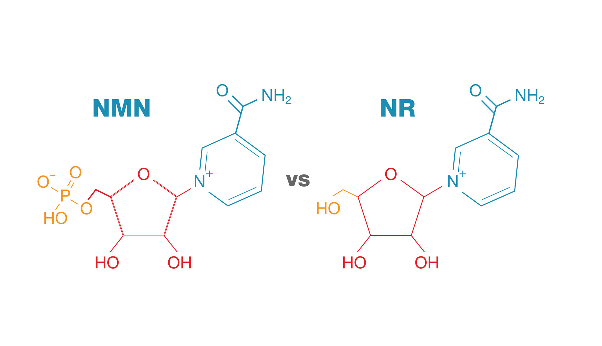 NMN vs. NR – Which Longevity Supplement Works