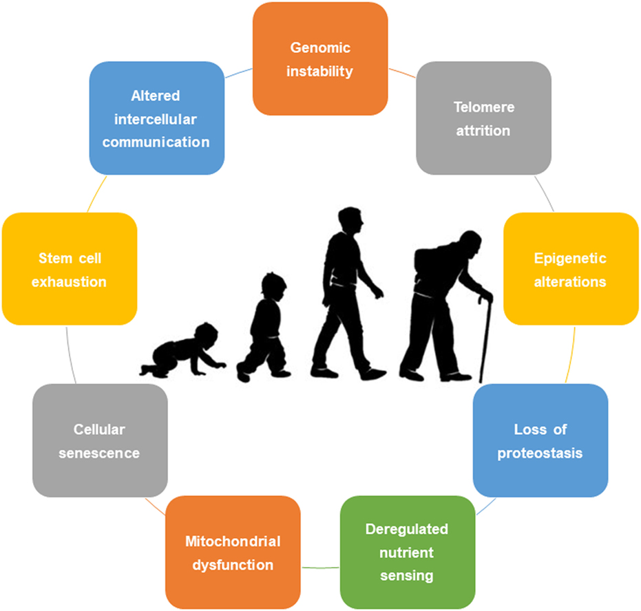 Age cycle